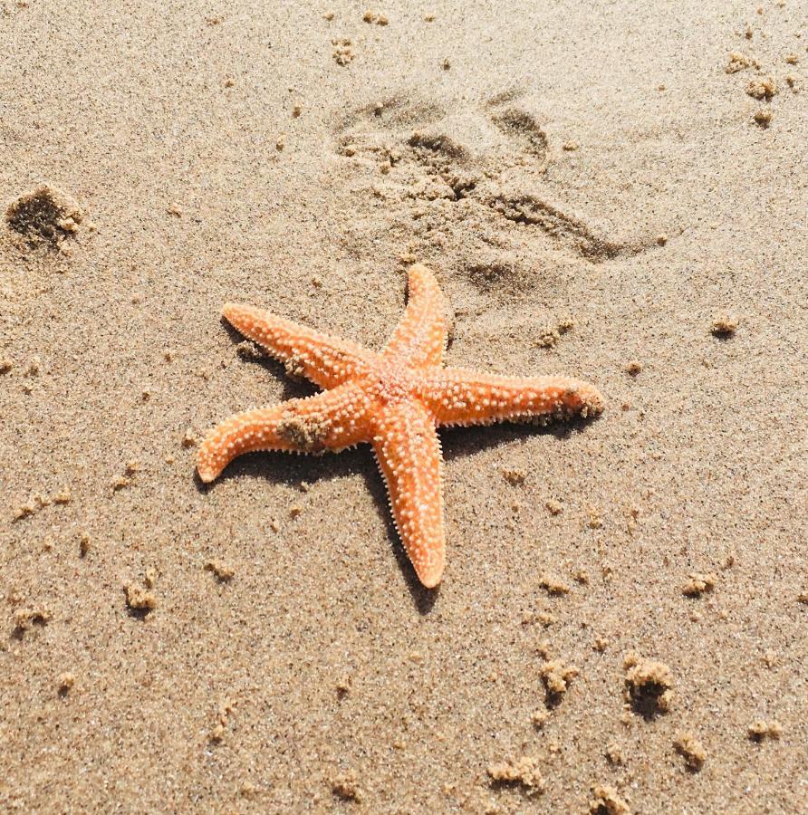 Sandy Feet Retreat Έξμαουθ Εξωτερικό φωτογραφία